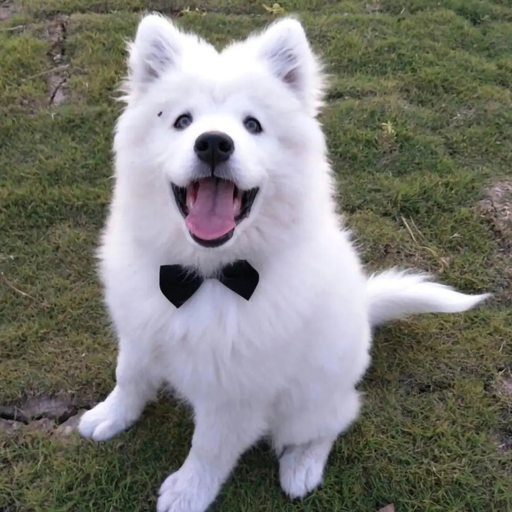 Adjustable Pet Bow Tie Collar